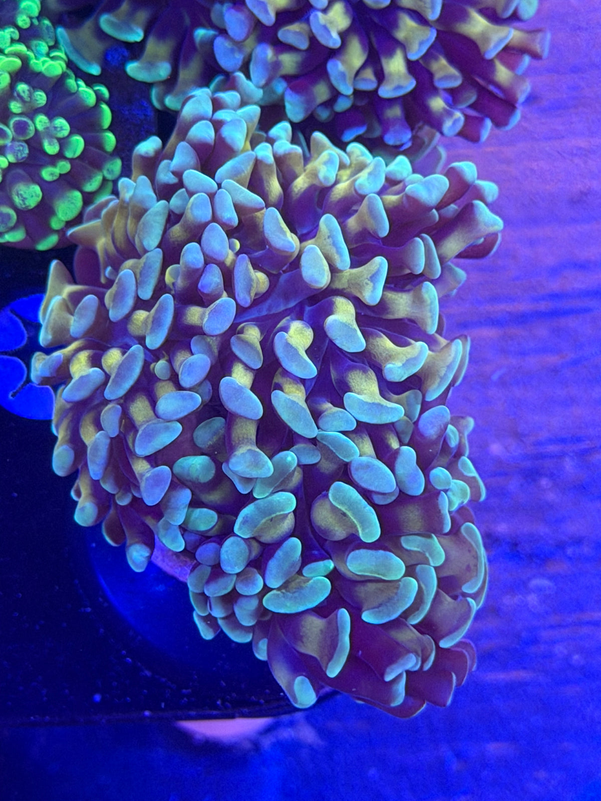 Teal/Gold Hammer