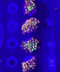Magic Ball Goni single frag