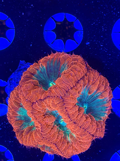 Blasto Mini Colony