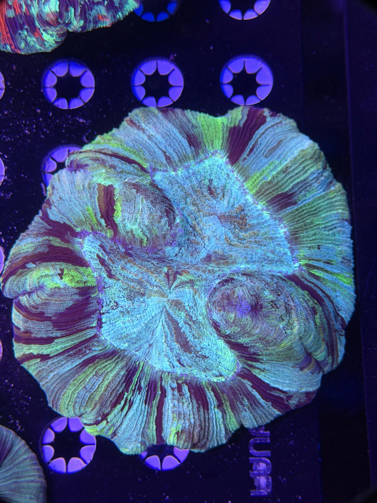 Trachyphyllia