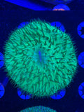 Green Plate Coral