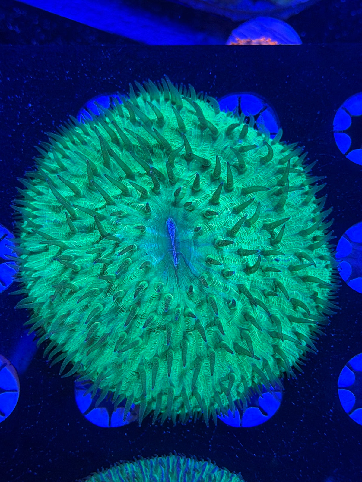 Green Plate Coral