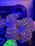 Bicolor Hammer Colony