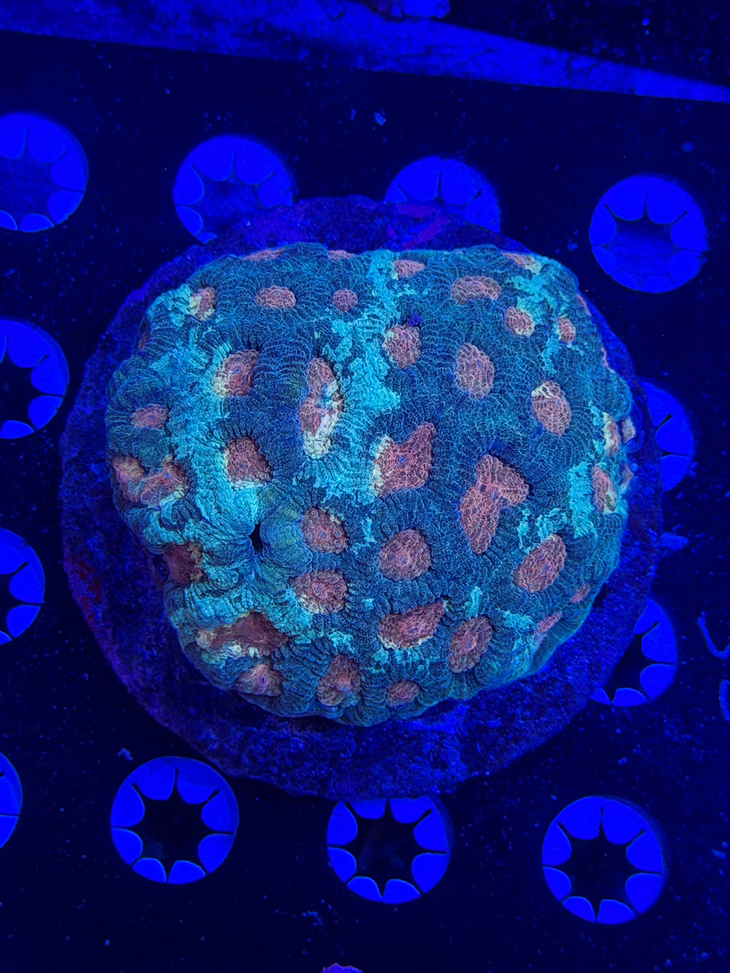 Echinata Colony