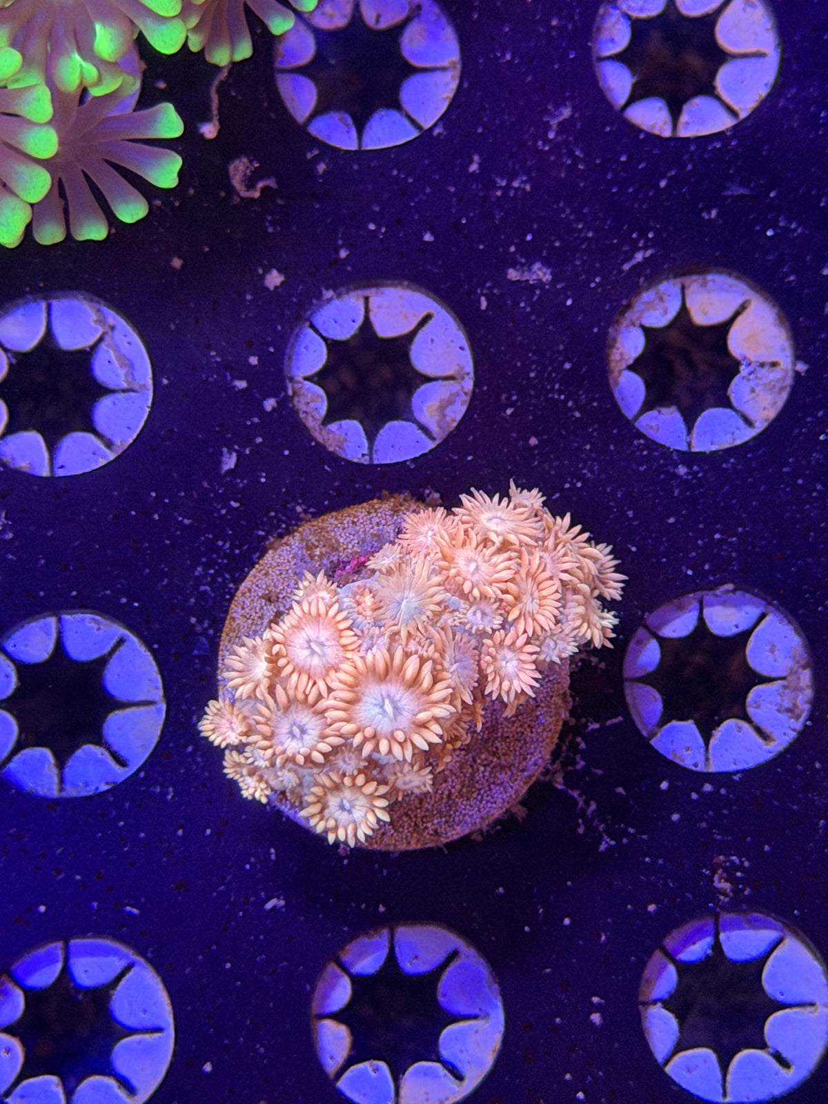 Pink Goni Frag