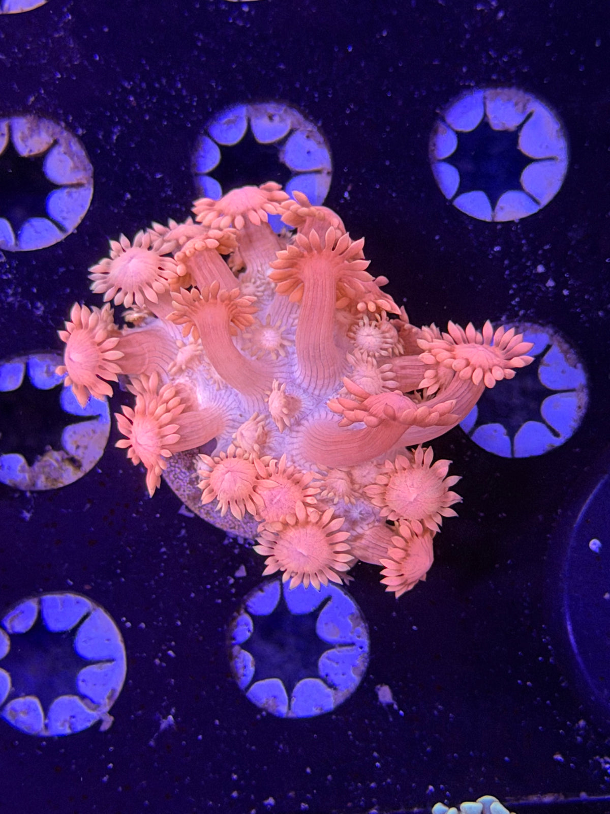 Pink Goni Frag
