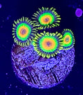 Rasta Zoa 4 polyp