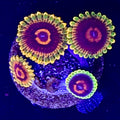 Eagle Eye Zoa