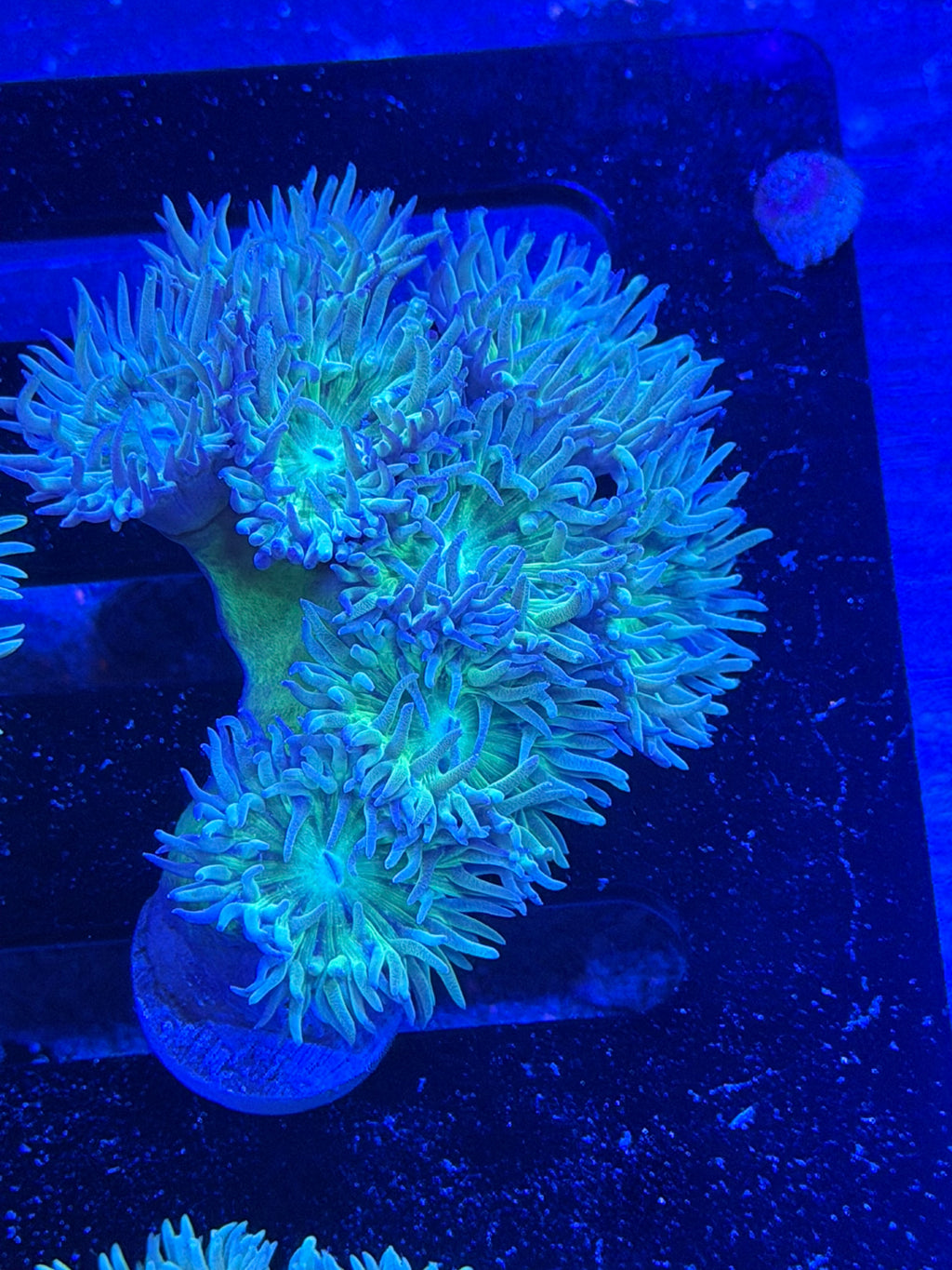 Duncan Colony