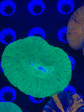 Green Scolymia