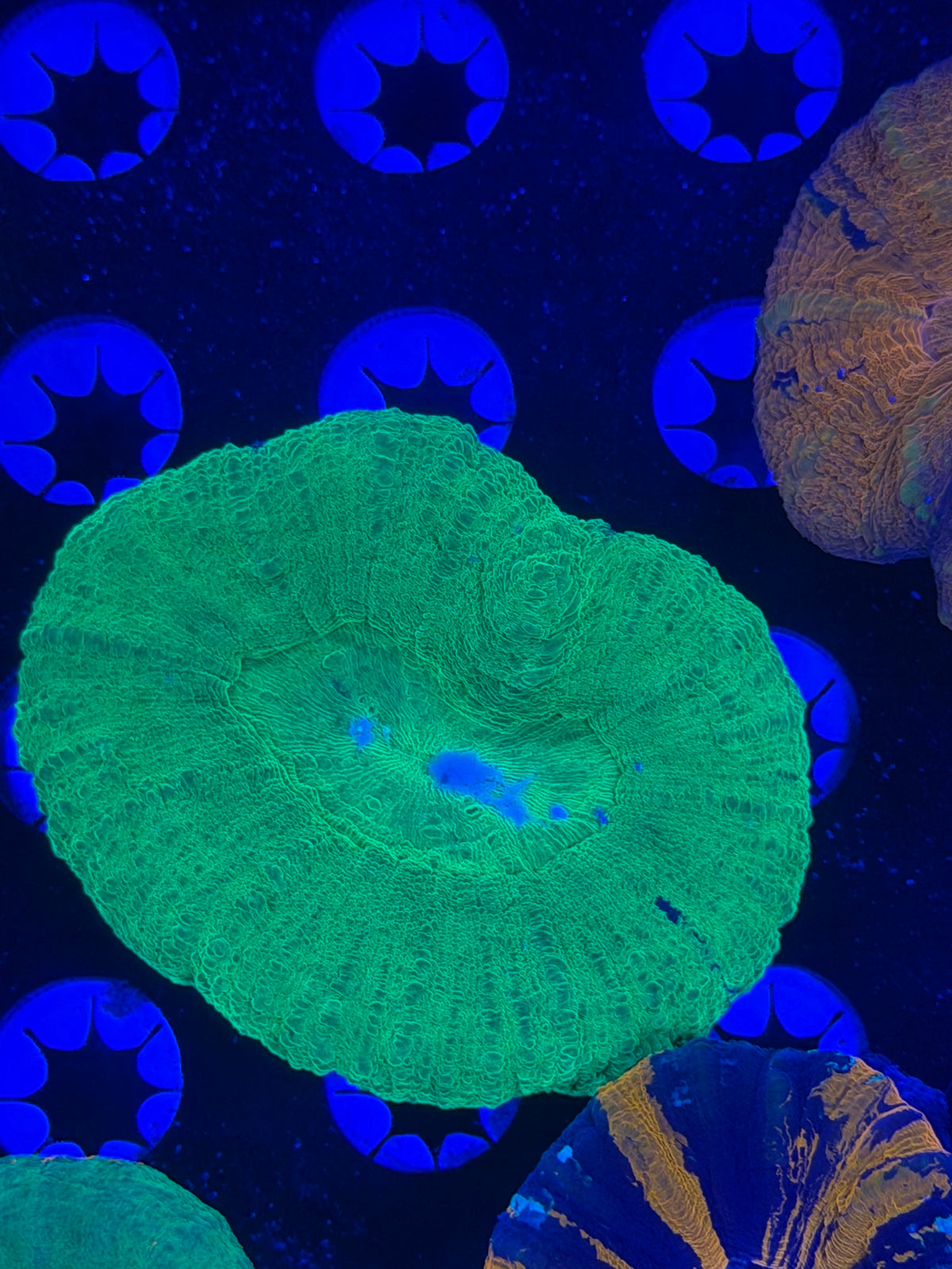 Green Scolymia