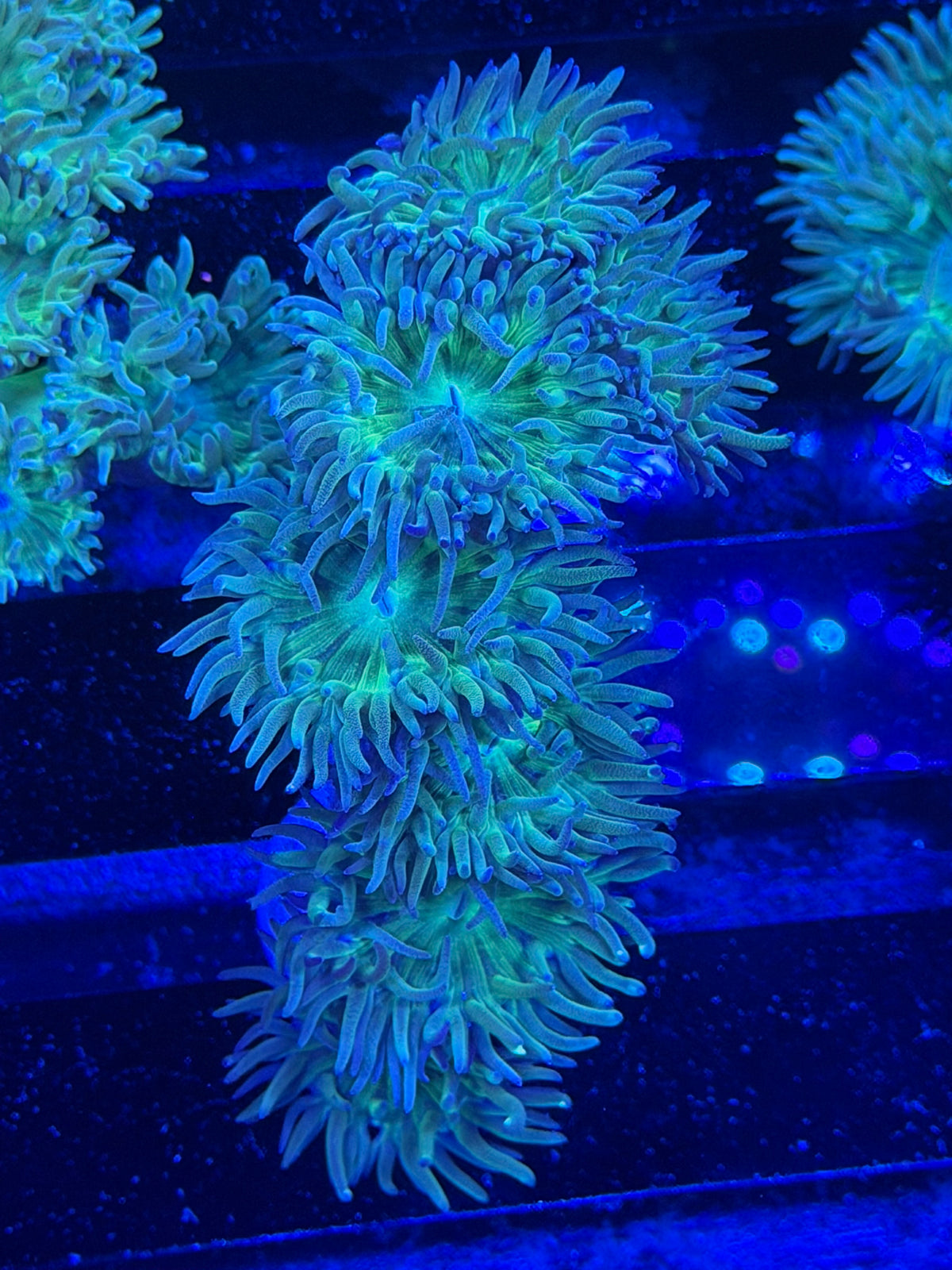 Duncan Colony
