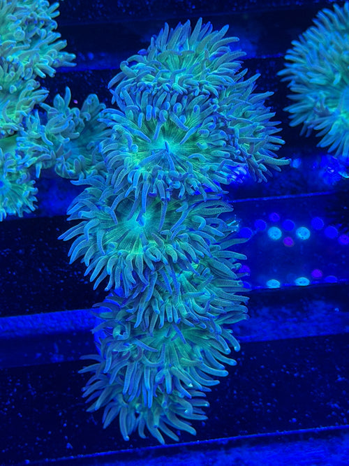 Duncan Colony