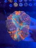Hologram Acantho