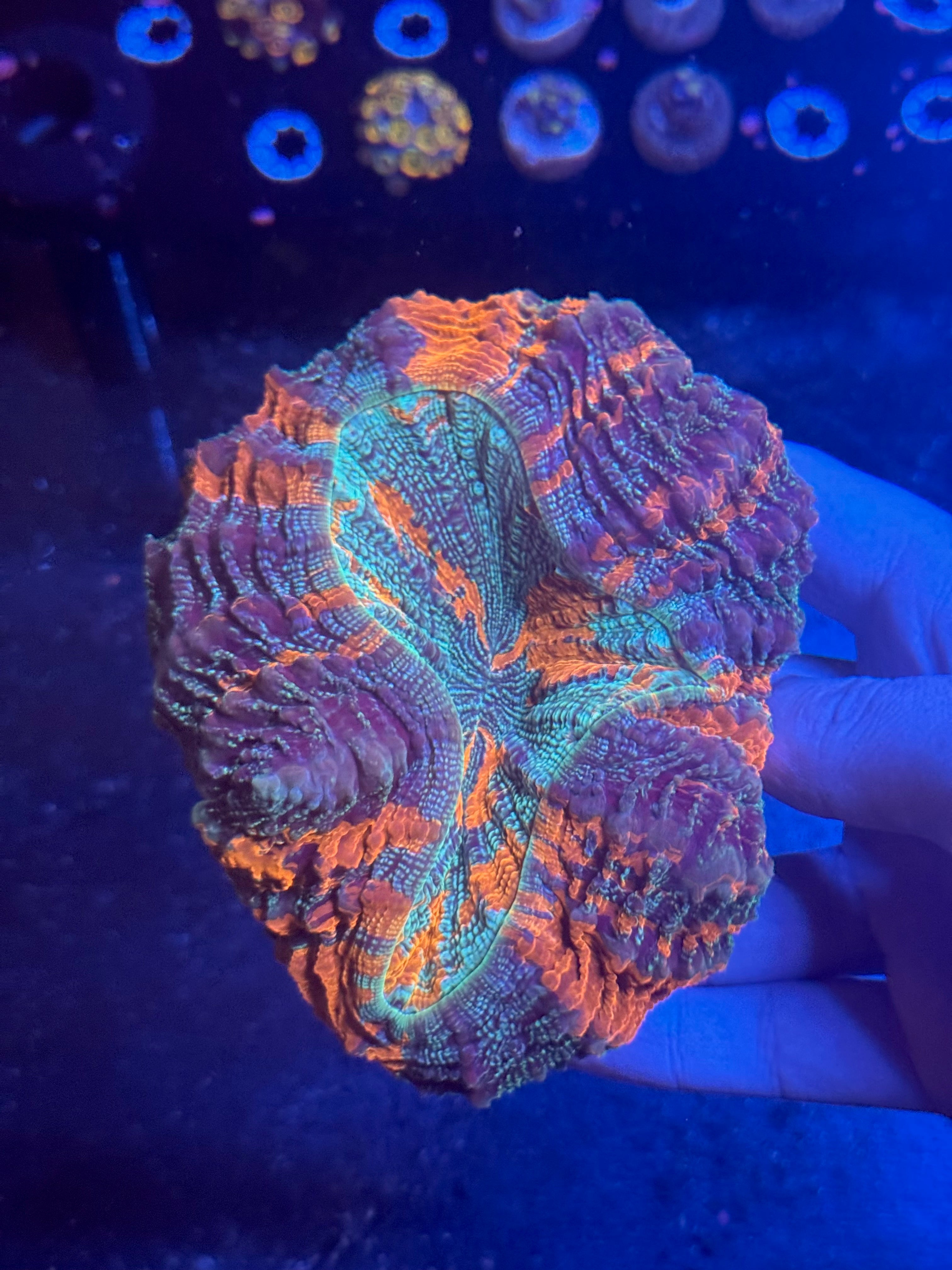 Hologram Acantho