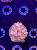 Pink Goni Frag