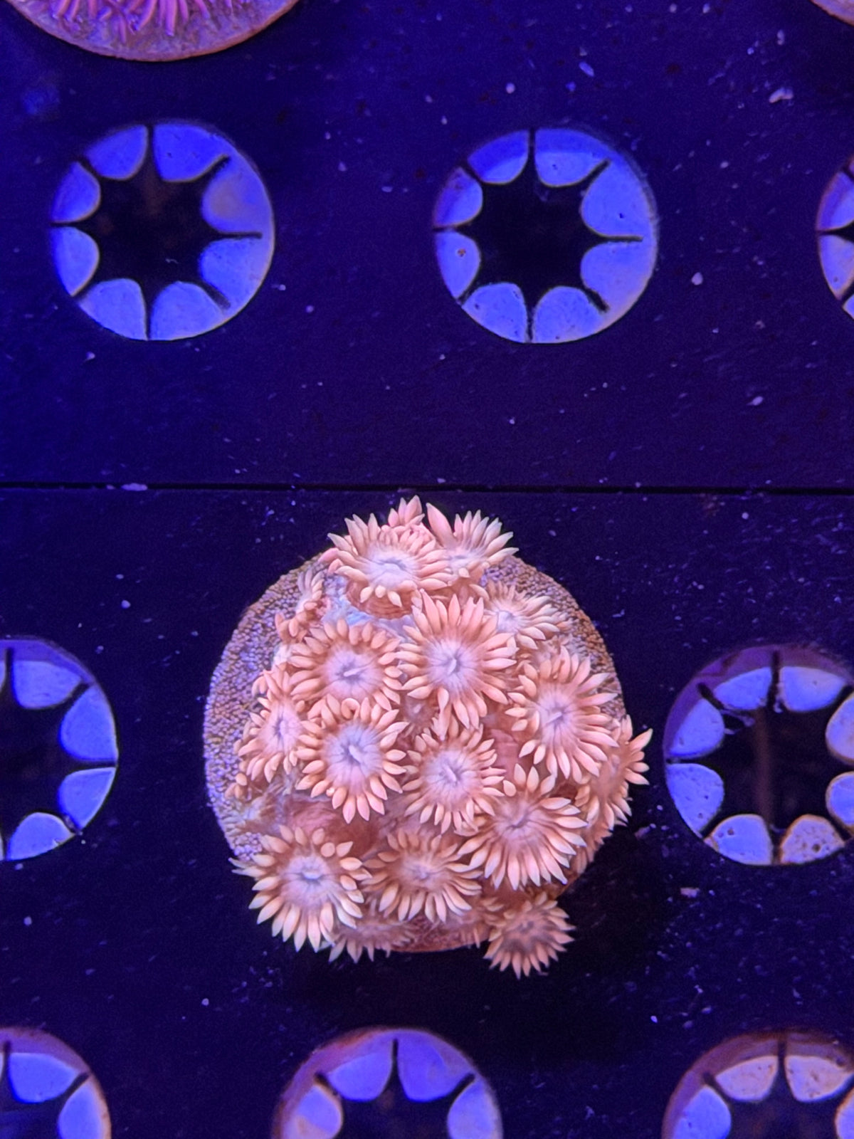 Pink Goni Frag