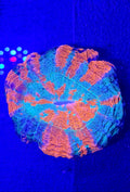 Rainbow Acanthophyllia
