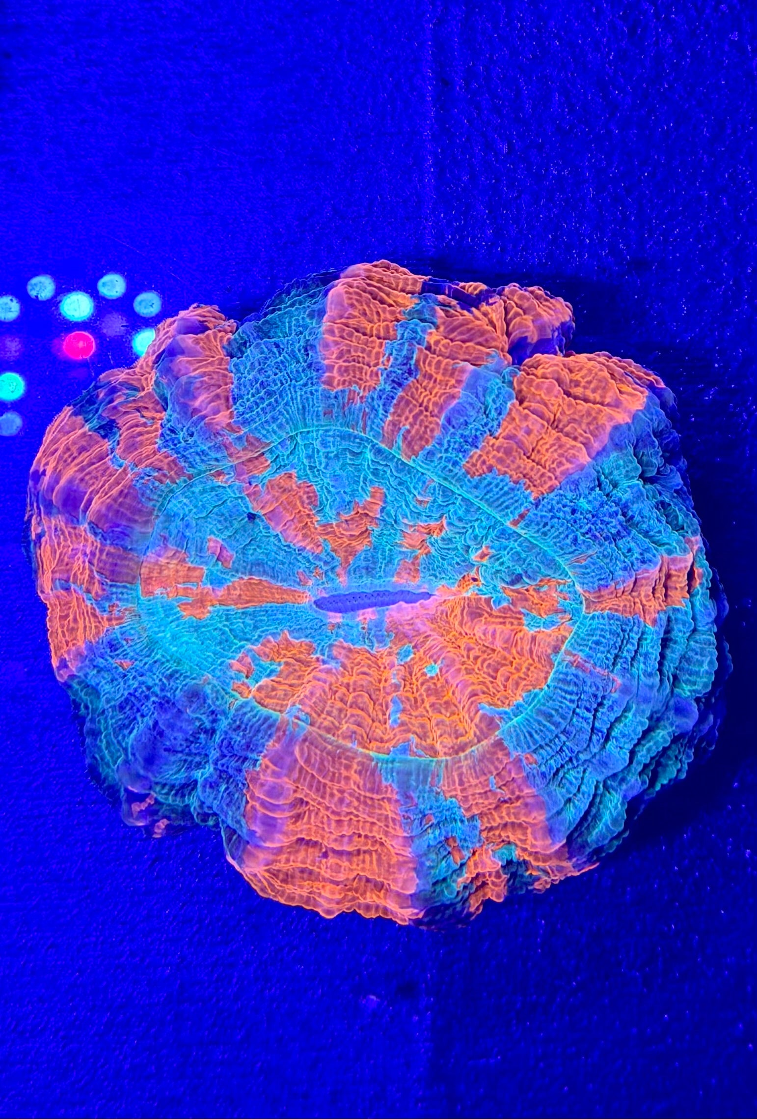 Rainbow Acanthophyllia