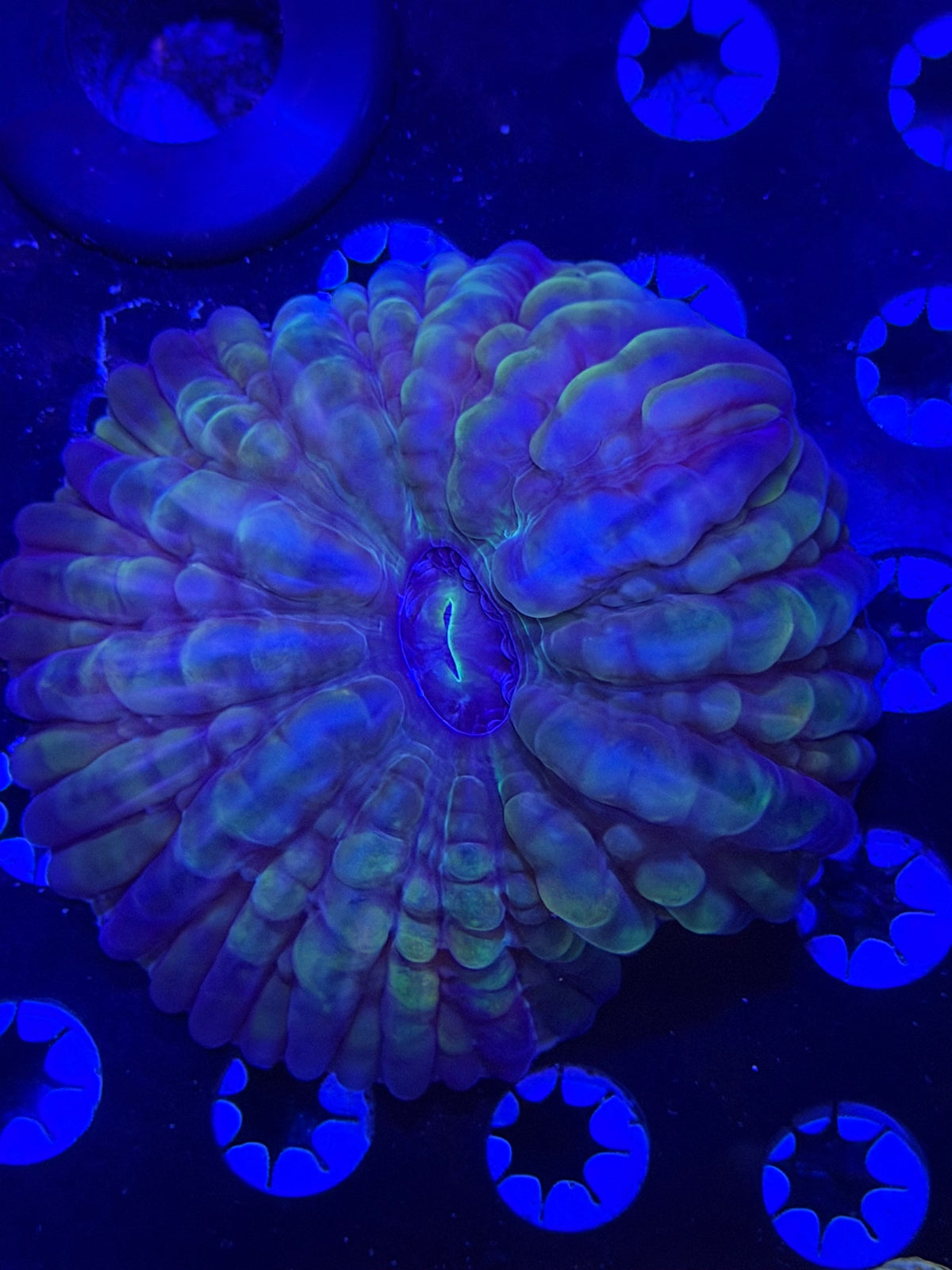 Rainbow Cynarina
