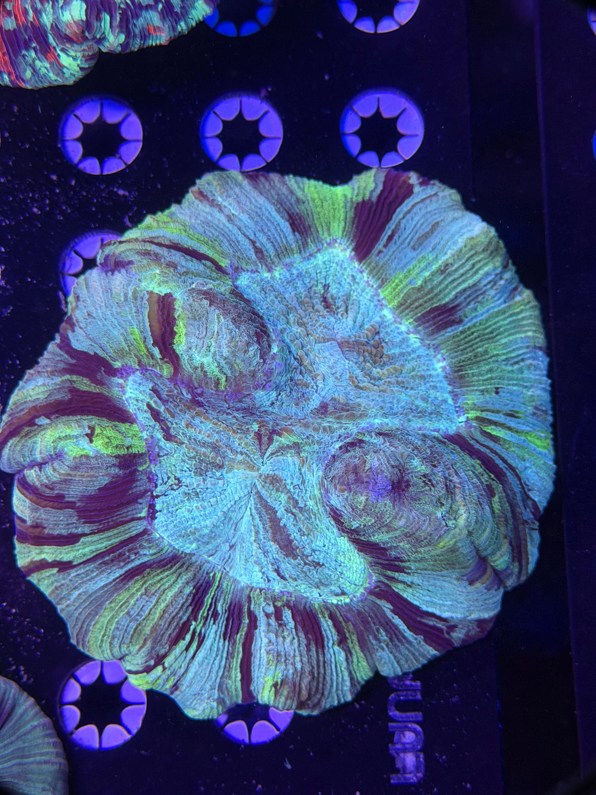 Trachyphyllia