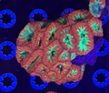 Blasto Colony 17 heads