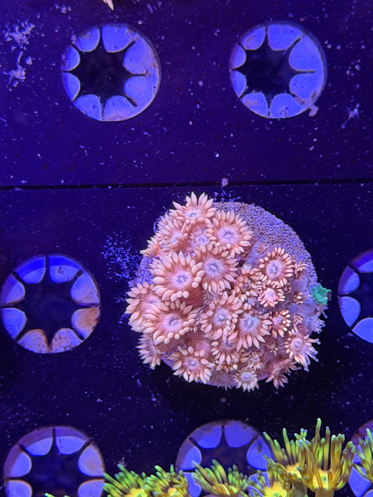 Pink Goni Frag