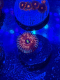 White Zombie Zoa