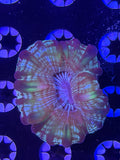 Ultra Cynarina