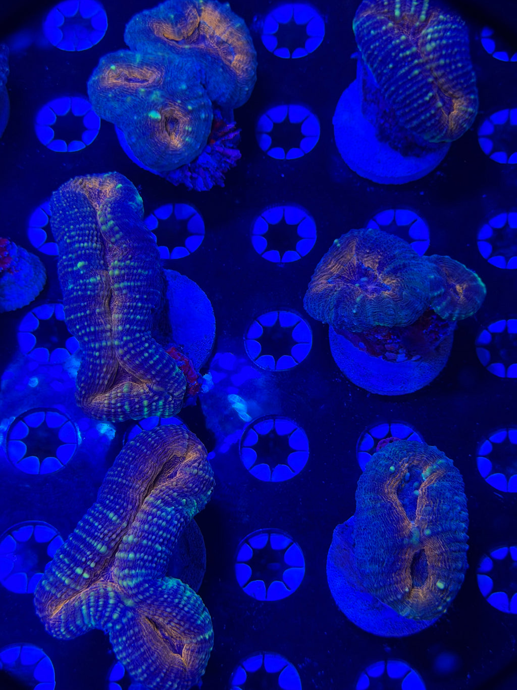 Lobophyllia