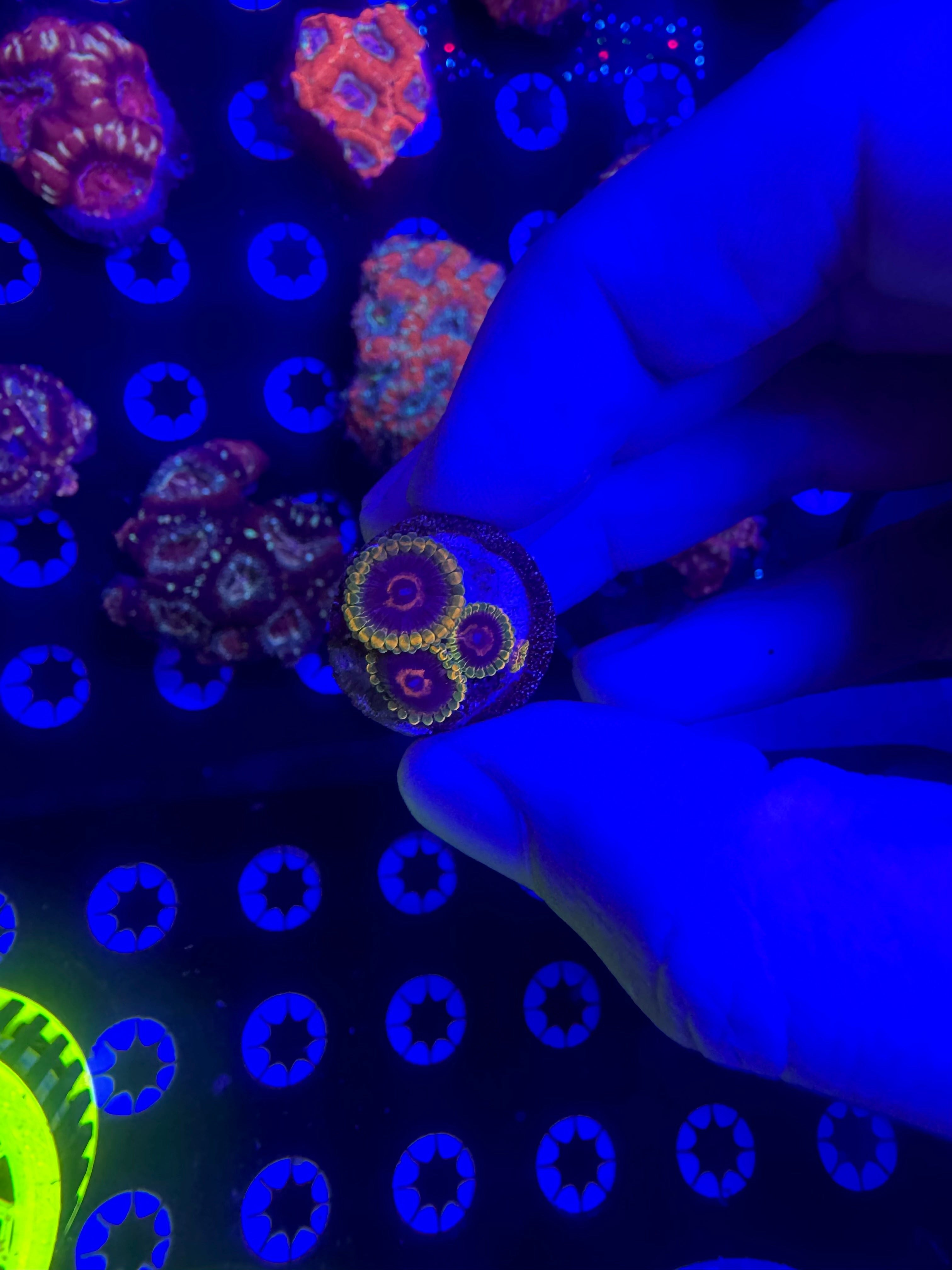 3 headed Jedi Mind Trick zoa
