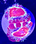 Asian Acan frag