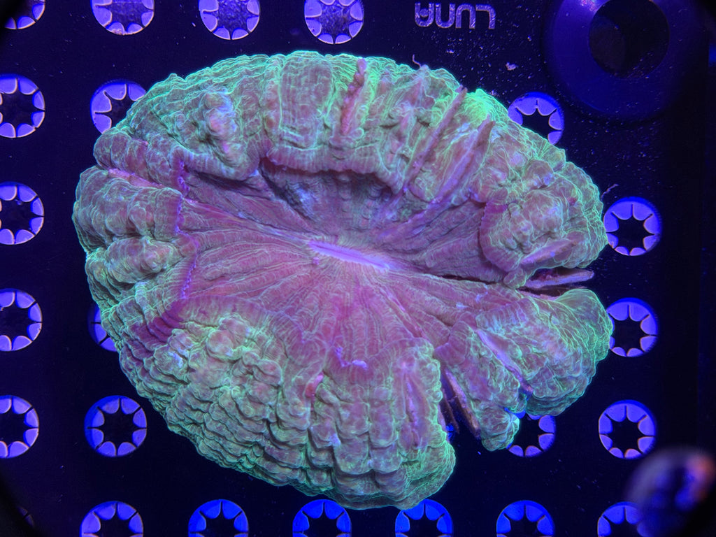 Acanthophyllia