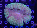 Acanthophyllia
