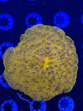 Orange Plate Coral