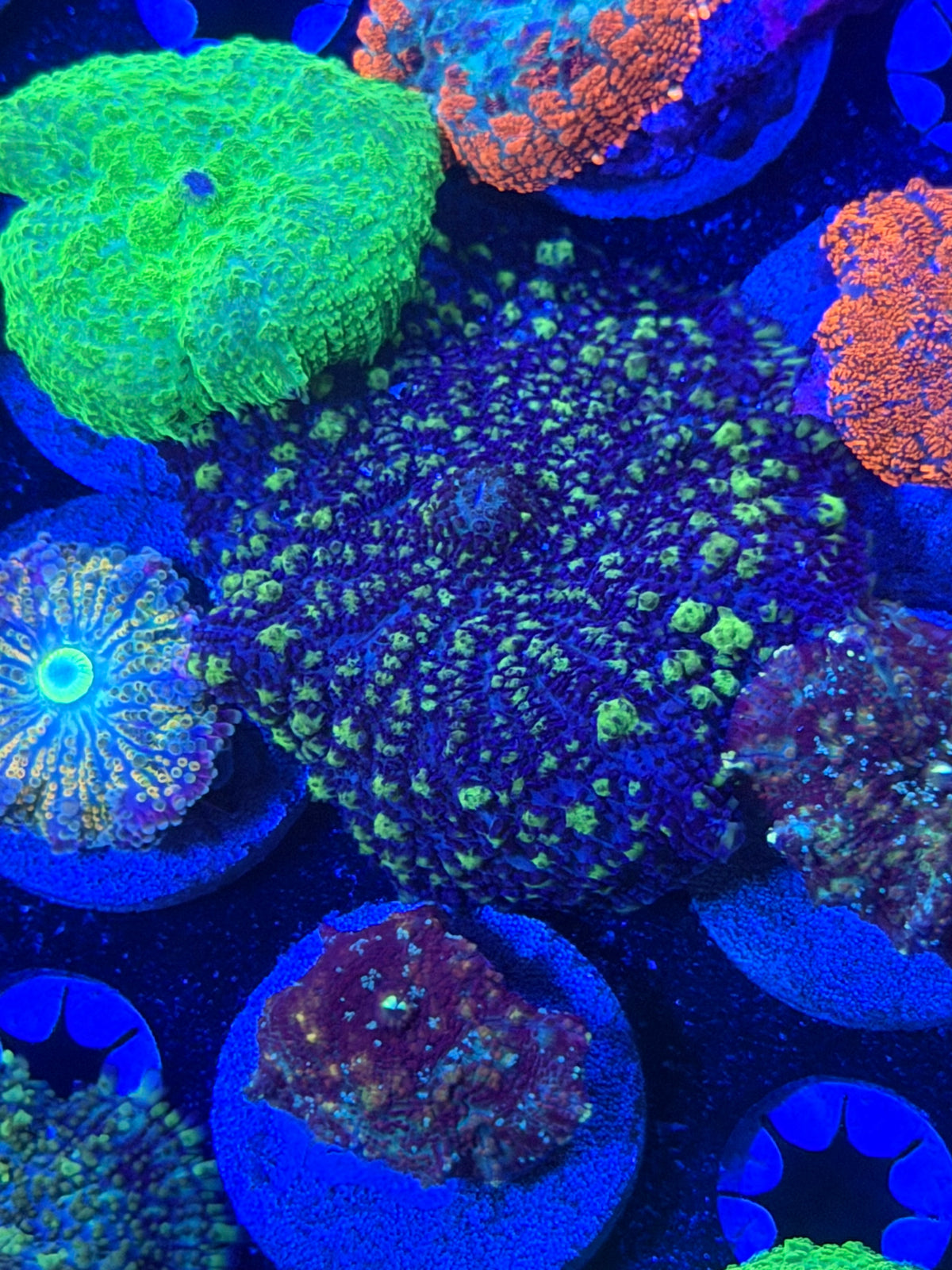 Nuclear Green Bubble mushroom