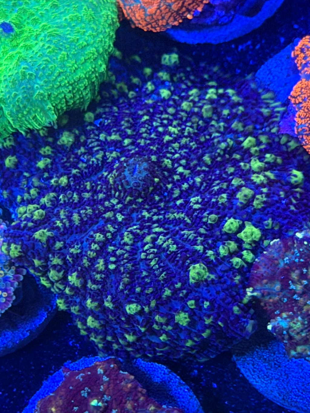 Nuclear Green Bubble mushroom