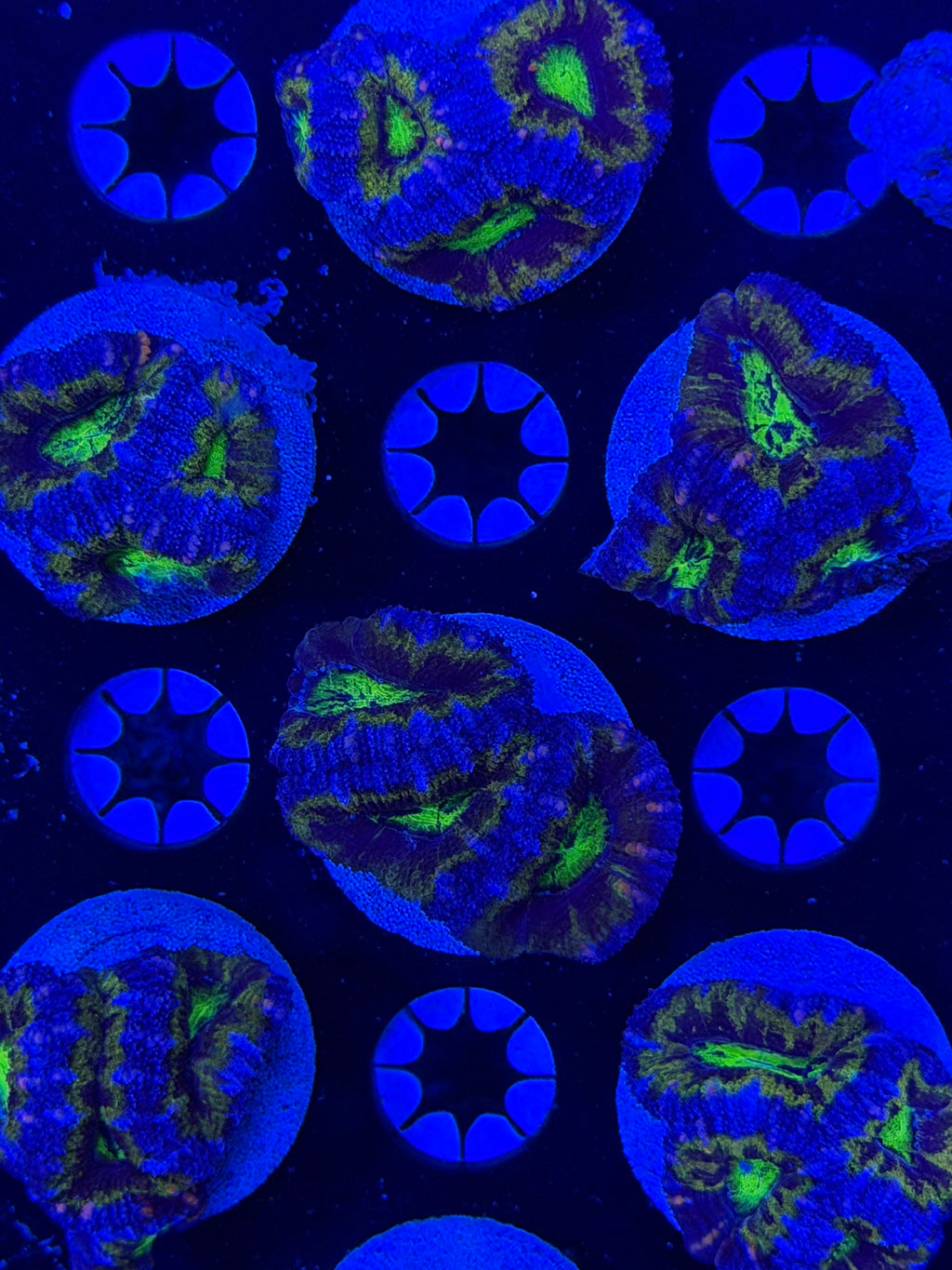 Ultra Acan