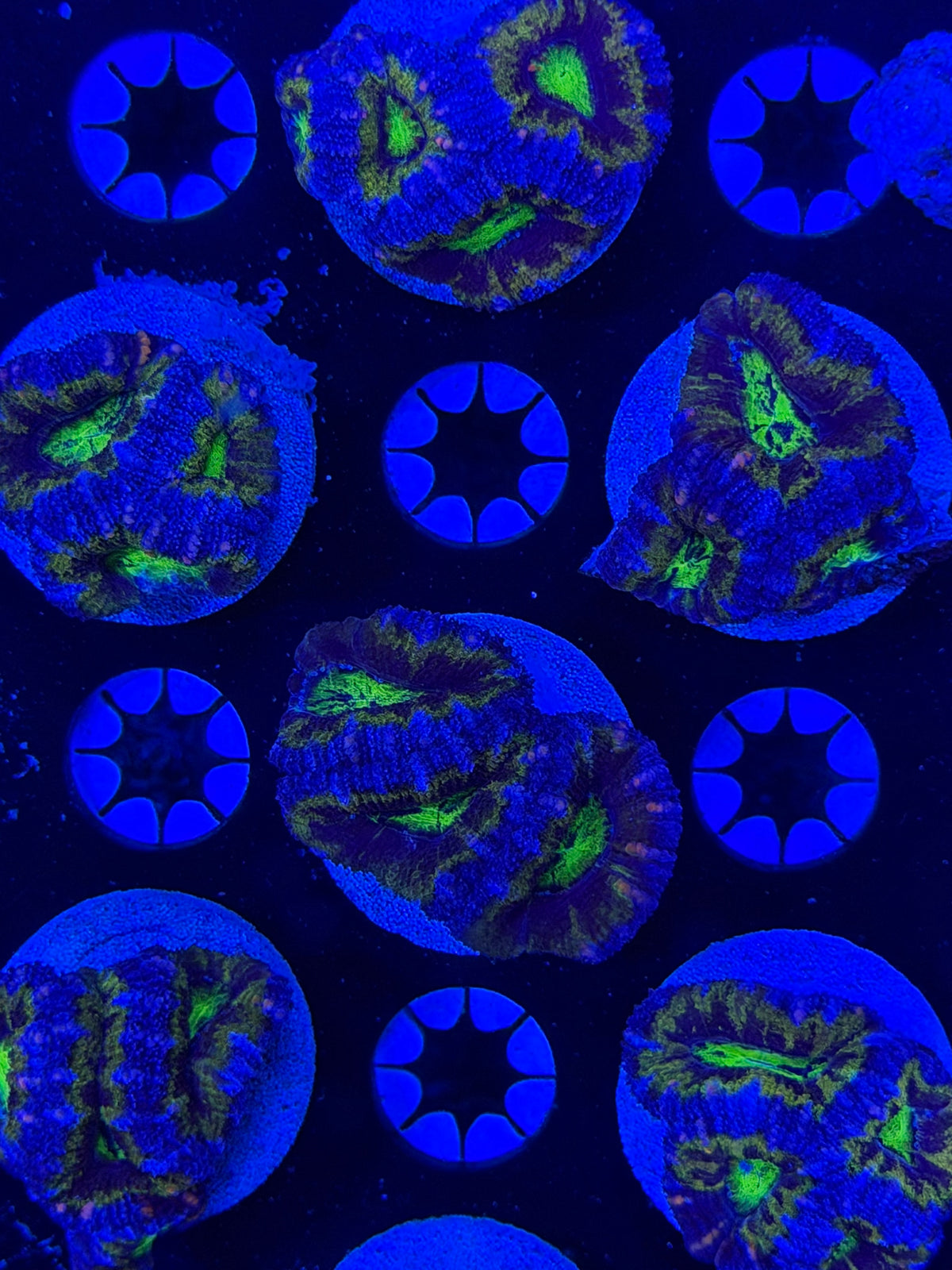 Ultra Acan