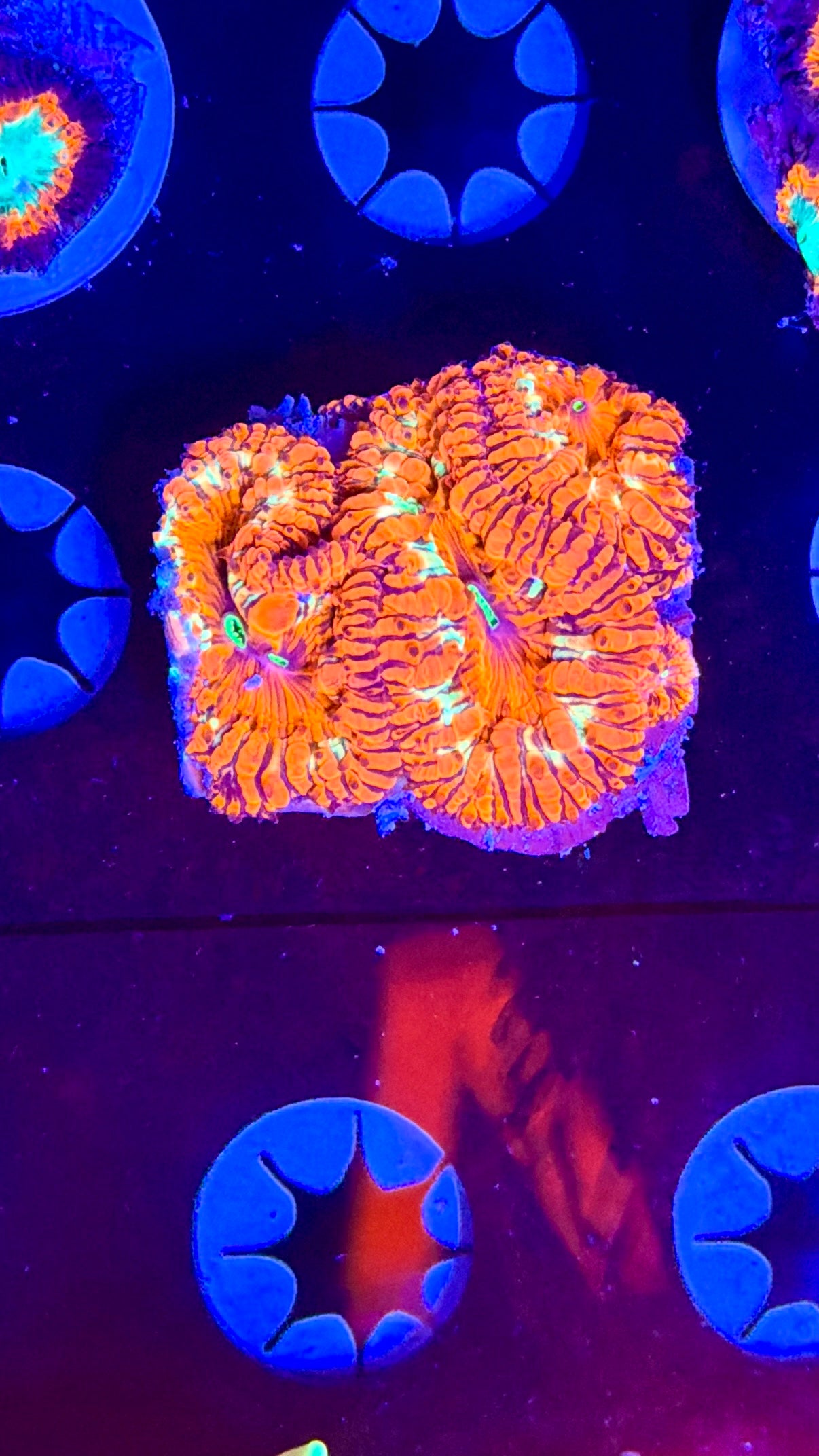 Blasto frag wysiwyg