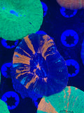 Multi Color War Paint Scolymia