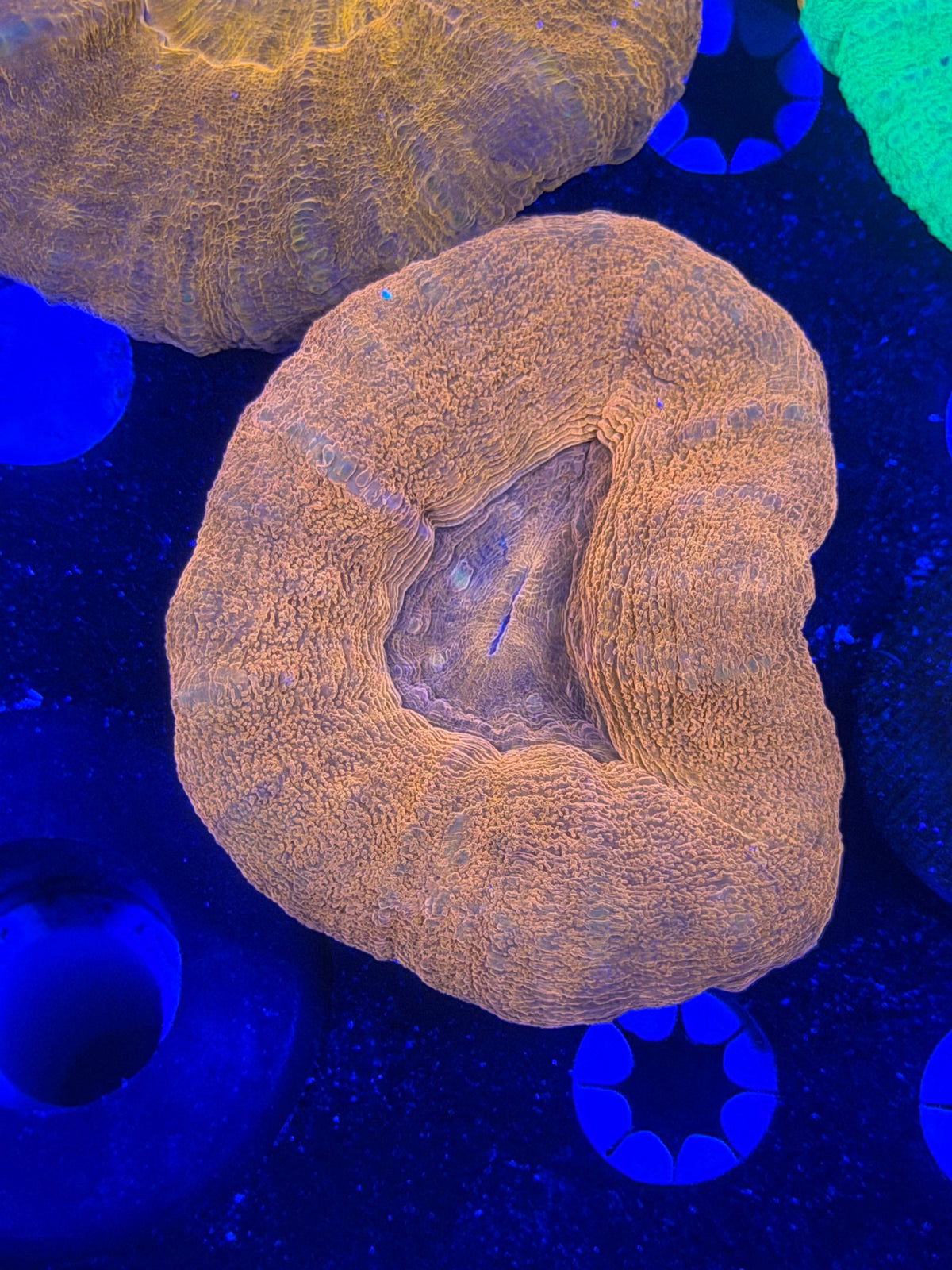 Orange Scolymia
