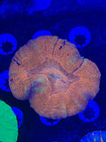 Multi Color Scolymia