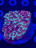 Multi Color Favites