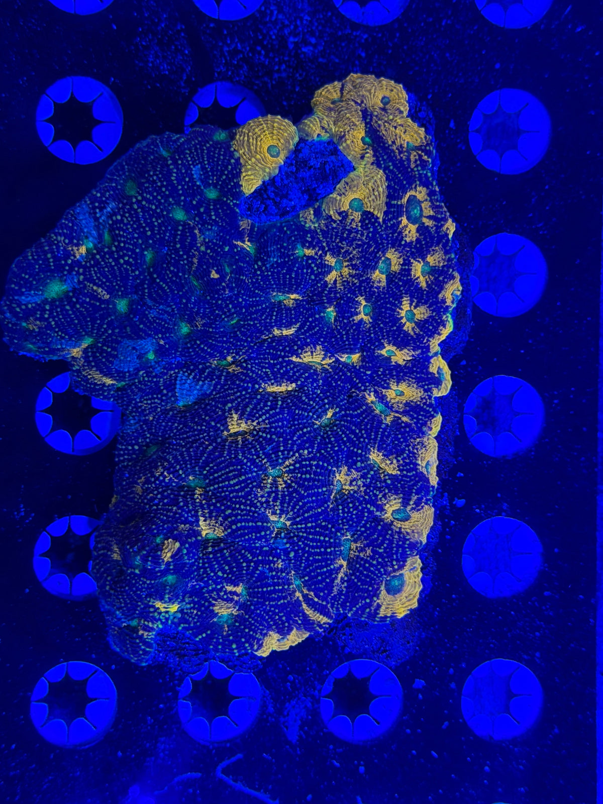 XL Echinata Colony