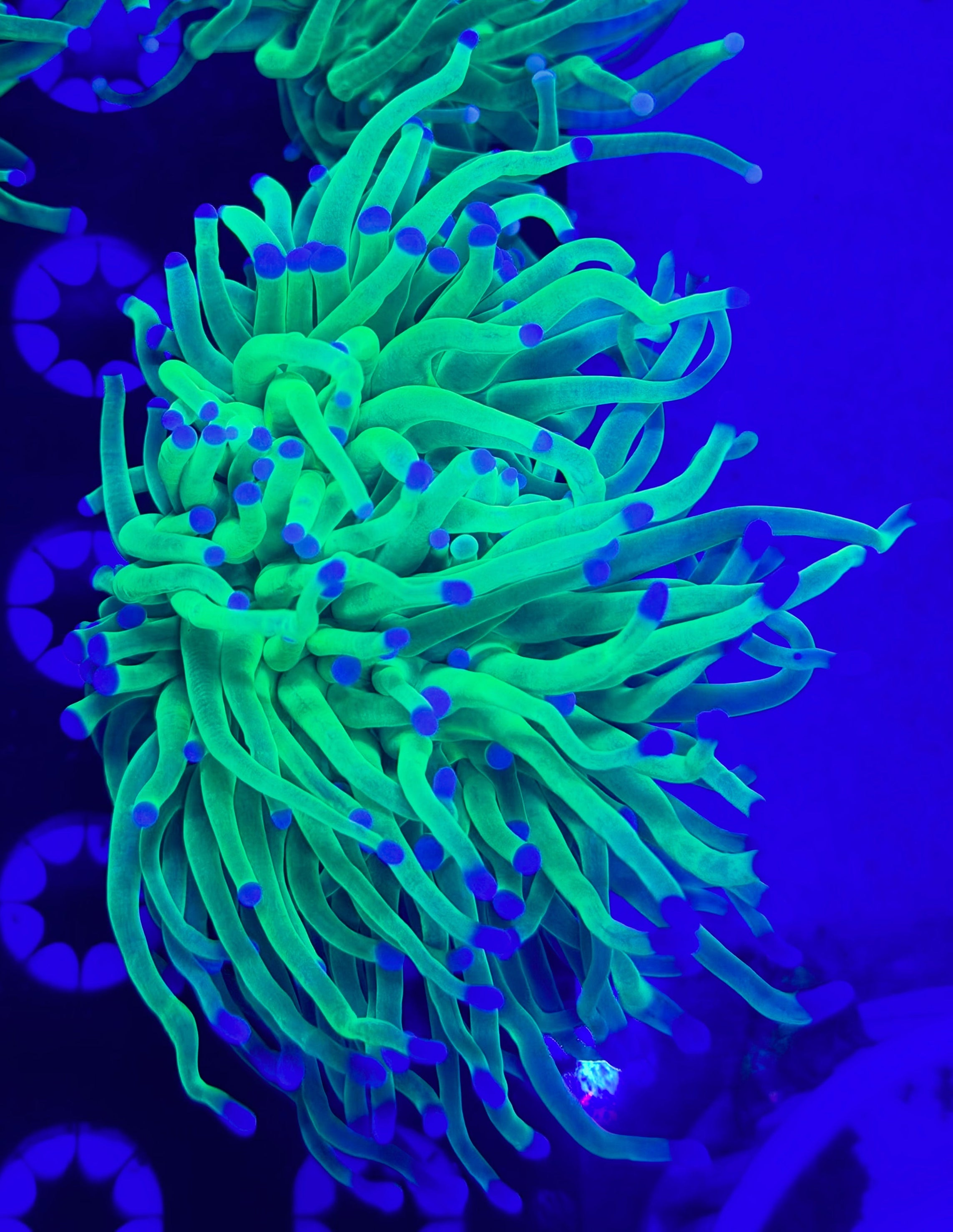 HG A Torch Coral