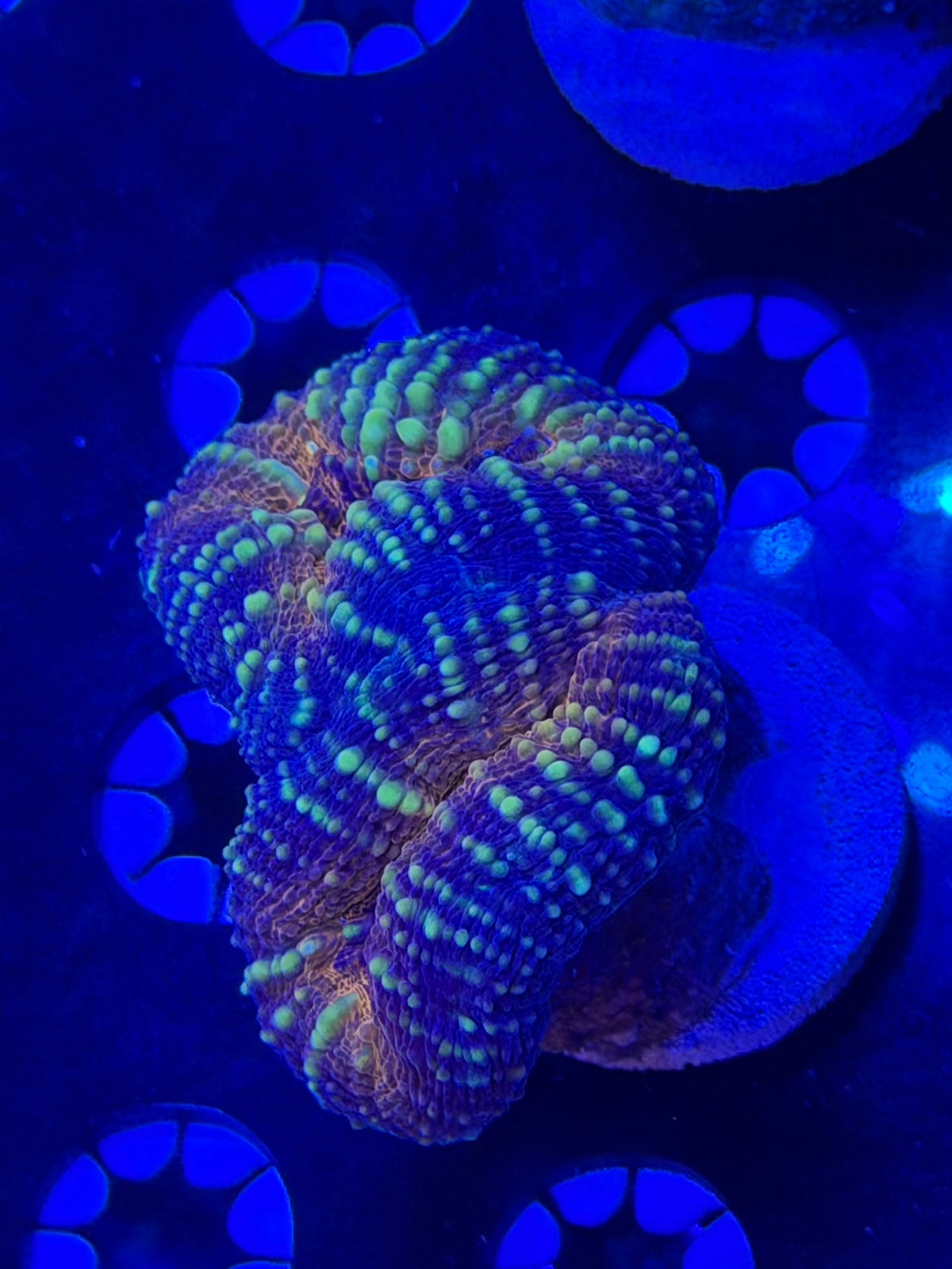 Lobophyllia