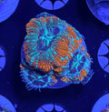 Asian Acan frag