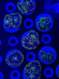 Ultra Acan