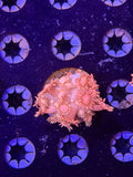 Pink Goni Frag